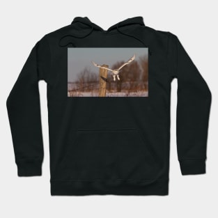 Snowy Owl Hoodie